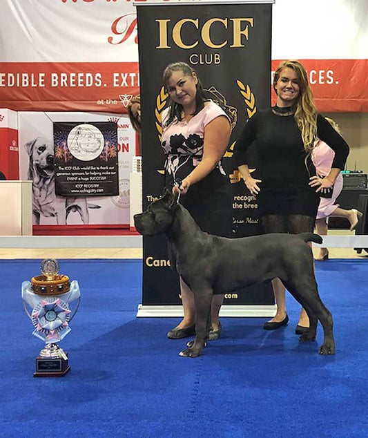 Confidential Kennels: Cane Corso Breeder