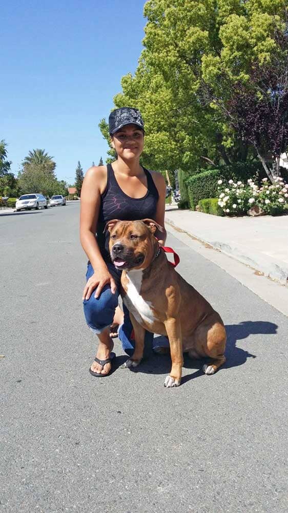 Culture Shock Kennels LLC: XL American Bully Breeder in California