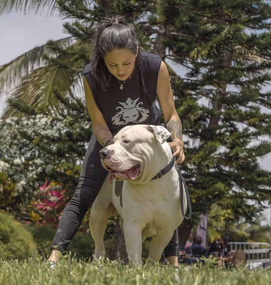 Dozer Lion Project Run: XL and XXL American Bully Breeder