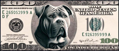 How Much Does an American Bully Cost?
