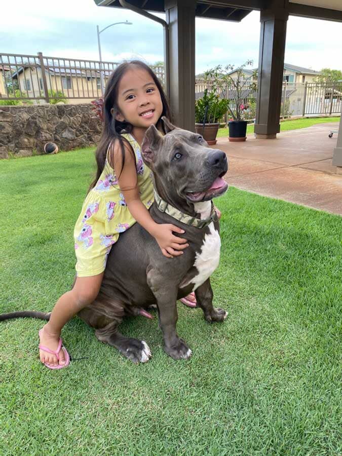 Legendary XL Bullyz: Where Top XL American Bully Breeding and Ethics Merge