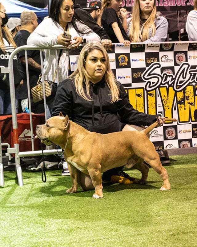 Lone Wolf Big Timer Kennels Vegas: American Bully Breeder in Las Vegas