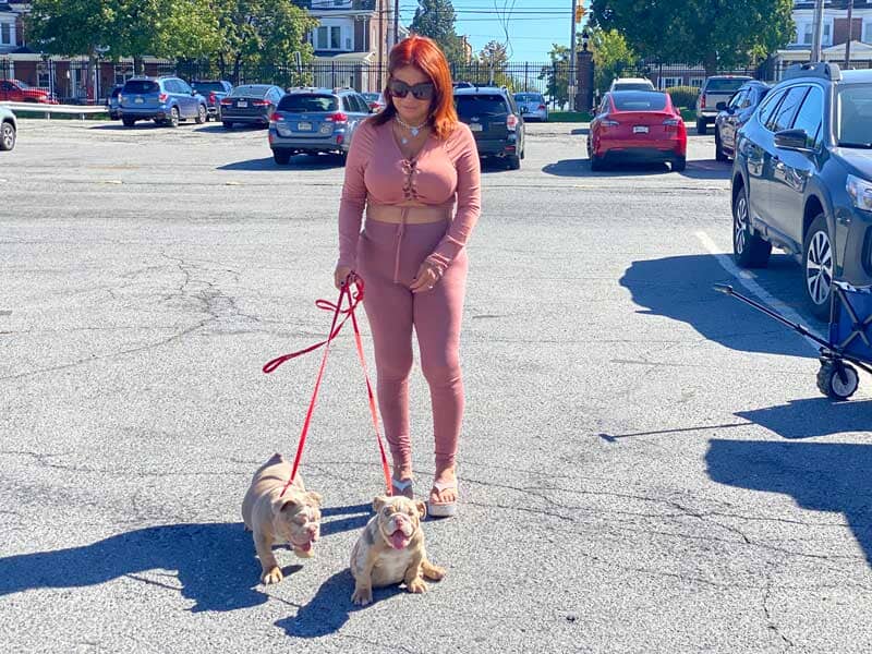 Micro Monsta Bullz: Where Quality Meets Passion in Bully Breeding