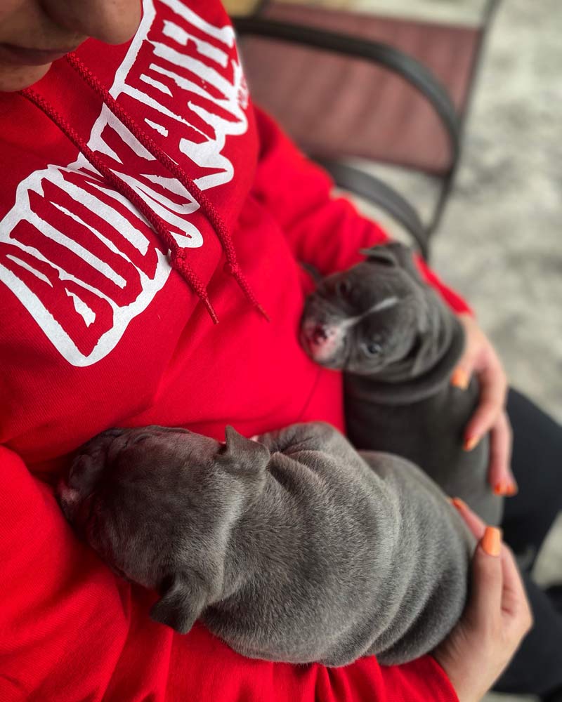 Moreno Dudley Kennel: Micro American Bully Breeder in Florida