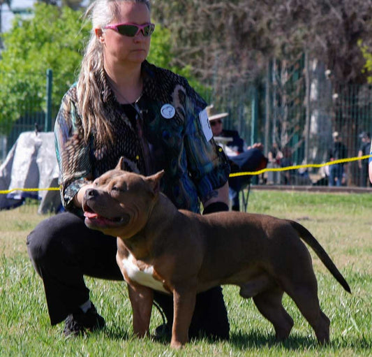 Northern Diamond Kennel: American Bully and French Bulldog Breeder