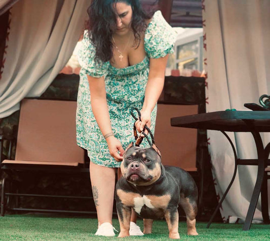 Palacio Bully Camp: American Bully Breeder in Miami, Florida
