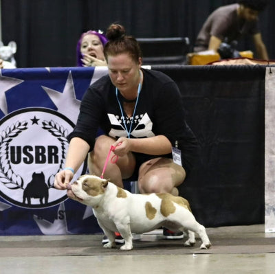 Savage Beasts American Bullies: Mastering the Art of Pocket Bully Breeding