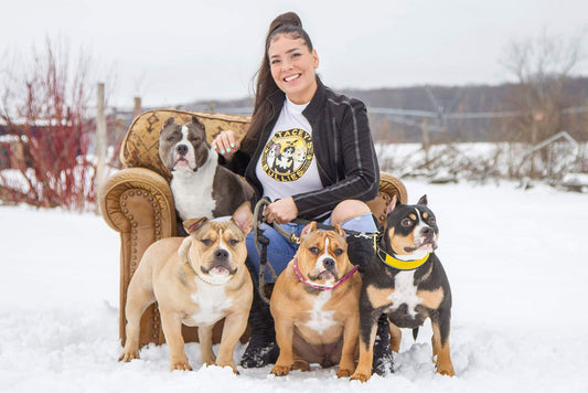 Staceys Bullies: Pocket American Bully Breeder in Canada