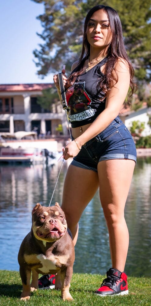 Stay Gold Bullies: Pocket American Bully Breeder in Arizona