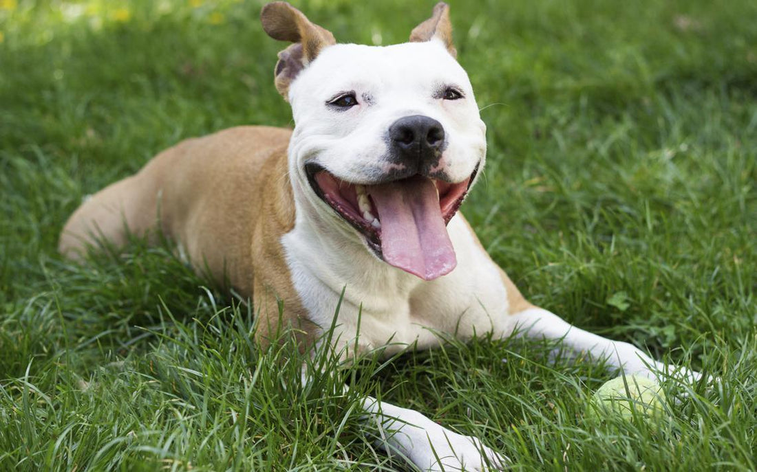 Types of Service Dogs | Service Dogs and Anxiety