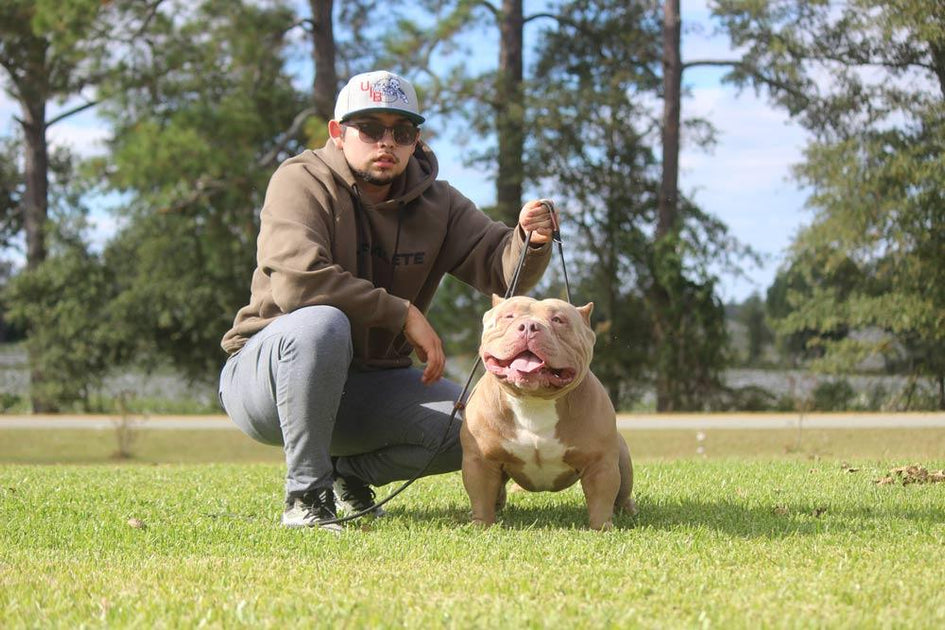 Ultra Instinct Bullies Pocket and Standard American Bully Breeder in